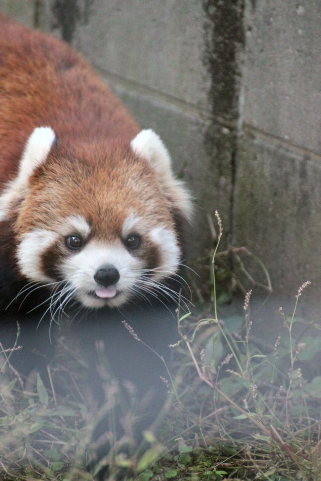 市川市動植物園にはレッサーパンダがたくさんいますが、１号舎の大放飼場と小放飼場以外はケージ形式の動物舎にいるので、写真が撮りにくいこと、撮りにくいこと！<br />ふさふさの毛が檻の外にはみ出ていたり、触っちゃいたくなりそうなくらいそばによって来てくれて、レッサーパンダとの距離が近いのは、確かに嬉しいのですが。<br /><br />しかも、午前中、小放飼場にいたナミちゃん以外、そろいもそろって部屋の中にいて姿を見せてくれず、肩すかしを食らわせてくれた大人レッサーパンダたちですが、リンゴがもらえるパクパクタイムが近付いてきた13時過ぎからは、ライチくん、ルルちゃん、イチ丸くんが、そして夕方は天天くん、フランくん、そしてとりわけ私のお気に入りのソラちゃんが、スイッチが入ったように動き回っていました。<br />ただ、ハオくんは、一度姿を見かけたのですが、手前のケージにいる子から順々に眺めながら撮影していたら、その間に部屋の中でお休みモードになってしまったらしく、残念ながら会えずじまいとなりました。<br /><br />というわけで、大人レッサーの中ではナミちゃんの写真が必然と一番多いです。<br />ソラちゃんは、天井を伝ったりなど、一番激しく動きまわっていましたが、その可愛い姿をできるだけ写真を収めたいと楽しみにしていたので、ねばりました。<br /><br />ケージ形式の動物舎は隣同士でも交流ができるため、ルルちゃんと甥っ子のフランくんは、またまたキスしそうなくらい仲睦まじい姿を見せてくれました。写真には撮れませんでしたけど。<br />ほかのレッサーも思ったより隣のケージの仲間を気にしていました。<br />ライチくんとルルちゃんのケージの間は、メイファちゃんがいたケージでした。<br />そこには花がそえられていました。<br />ライチくもルルちゃんも、時々メイファちゃんのケージの様子を伺っていて、仲間のレッサーがいないのか、探しているようでした。<br />ライチくんにとって奥さんが、ルルちゃんにとってお姉さんが天国に行ってしまったことは、どちらも分かっていないのかもしれませんが、とても切なくなりました。<br /><br />＜メイファちゃんの遺児に会いに行った市川市動植物園の旅行記のシリーズ構成＞<br />□（１）水生植物園で野生のカワセミに会えた～滴たっぷりの朝のバラ園<br />□（２）竹林のエミューやお風呂カピバラや流しカワウソなどその他の動物たち<br />□（３）レッサーパンダ特集！～メイファちゃんの遺児の三つ子の赤ちゃん<br />■（４）レッサーパンダ特集！～可愛らしさで大人レッサーも負けてはいない@<br /><br />市川市動植物園の公式サイト<br />http://www.city.ichikawa.lg.jp/zoo/<br /><br />＜タイムメモ＞<br />07:05頃　家を出る<br />08:43　市川大野駅到着<br />08:52発　動植物園行き京成バスに乗車<br />09:00頃　動植物園停留所着<br />09:15～09:40　バラ園<br />09:50頃　動物園入園<br />10:00～10:10　レッサーパンダのナミちゃん<br />10:20～10:50　その他の動物<br />10:55～12:35　レッサーパンダの赤ちゃん＆ナミちゃん<br />12:45～13:15　その他の動物<br />13:20～14:00　大人レッサーパンダとぱくぱくタイム<br />14:05～15:10　ランチ休憩<br />15:15～15:45　レッサーパンダの赤ちゃん<br />15:50～16:20　昼に会えなかった大人レッサーパンダ<br />16:30　動植物園を出る<br />16:45発　京成バスで市川大野駅に向かう<br />18:40頃　帰宅<br /><br />市川市動植物園を含め、これまでの動物園の旅行記は目次を作成しました。<br />「動物／動物園と水族館の旅行記～レッサーパンダ大好き～　目次」<br />http://4travel.jp/traveler/traveler-mami/album/10744070/<br />