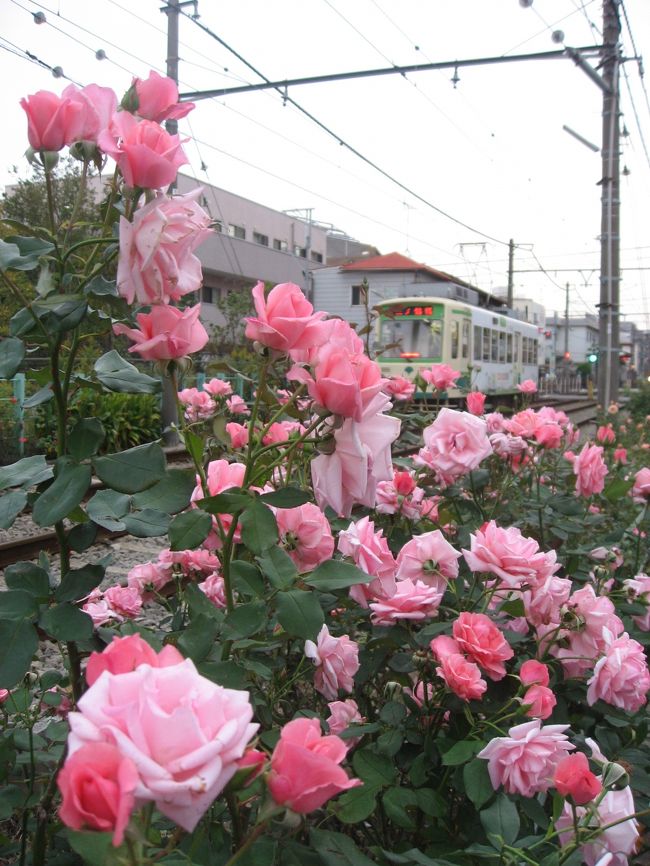 ’１３　都電荒川線　秋バラさんぽ（ハロウィン号・善養寺・荒川車庫前～三ノ輪橋沿線のバラ）