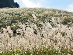 ２０１３年１１月１日　箱根仙石原すすき野原は　まだまだ見ごろで金色に輝いています