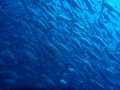 2013ふたたびタオ島へＮｏ６（４日目セイルロックで魚にまかれる）