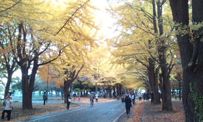 中学校のお仲間５人と札幌に出かけました、駅に近く又北海道大学にも近く校内の銀杏並木、正に今が盛りと見事な風景を見せていました。風に舞う落ち葉の美しさも堪能させてもらいました。老いも若きも思わずシャッターを切るそんな瞬間でした。良い時に訪問出来てお仲間のおしゃべりと友に楽しいひと時を過ごしました。