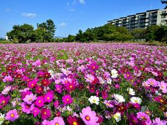 桐葉知秋 武庫川 髭の渡しコスモス園