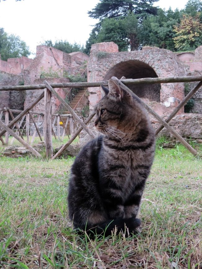 愛猫を日本に残し、憧れのイタリアへ！！<br />自由気ままに街歩き三昧してきました♪<br /><br />２日目に歩いた距離は約１８キロ！！<br />ローマの観光名所を歩いて制覇。<br />遺跡で暮らすイタリア猫との出会いもありました。<br /><br />〜旅の事前準備〜<br />映画「ローマの休日」「グラディエーター」「天使と悪魔」鑑賞<br /><br />□１日目：成田→アムステルダム乗継→ローマ<br />■２日目：ローマ<br />□３日目：ローマ（ヴァチカン）<br />□４日目：フィレンツェ（ピサ）<br />□５日目：フィレンツェ<br />□６日目：ベネチア（ブラーノ島・ムラーノ島）<br />□７日目：ベネチア→アムステルダム乗継<br />□８日目：成田 