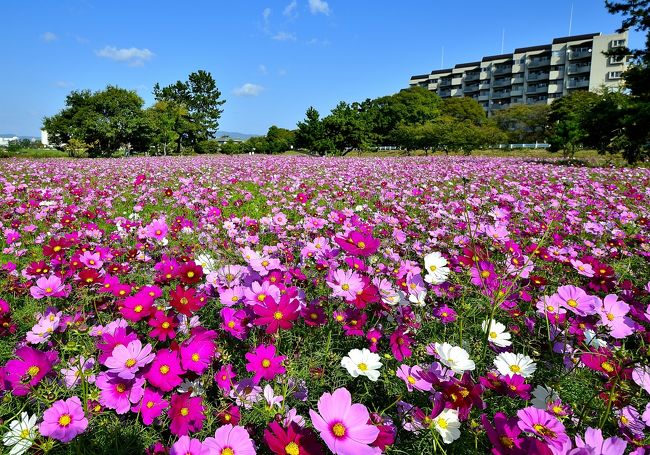 この時節に「コスモス？？？」と訝しがる方も多いと思いますが、武庫川「髭の渡し」コスモス園は遅咲きで有名です。１０月下旬で８分咲きといったところでしょうか。この分なら、１１月中旬まで「遅咲きのコスモス」を愛でられると思います。<br />尼崎市の武庫川に架かる甲武橋の上流３００ｍの河川敷に見事なコスモス畑があります。２００３年に新たな名所として誕生しました。阪神間最大級だそうで、河川敷１３、０００平方ｍの７ブロックに５５０万本ものコスモスが咲き乱れる姿は圧巻です。敷地一面に咲き誇り、川風に揺れるコスモスは秋の風物詩です。<br />かつてこの地域は武庫川を渡る旧西国街道の拠点で、「髭の渡し」と呼ばれる風情豊かな所でした。しかし、１９９５年の阪神・淡路大震災以降、ゴミの不法投棄などで一時は荒れ果ててしまったそうです。そんな河川敷を、地元ボランティア団体「髭の渡し花咲き会」をはじめとする大勢のボランティアの方々の努力でこのような見事なコスモス畑に再生されたそうです。 <br /><br />マップです。<br />http://www.ama-kan.jp/map/img/131017_muko_cosmos_02.pdf<br />