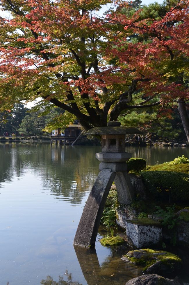 まだまだ秋の気配とは程遠い暖かさの11月1日、白川郷を訪れた後、金沢クラウンプラザホテルに1泊、翌2日に兼六園、金沢城、武家屋敷などを訪れた。東海北陸自動車道のおかげで、名古屋から金沢は寄り道をしなければ3時間半ほどで到着する。便利になったものだ。金沢を訪れるのは高校生の時、そして25年ほど前に知人の結婚式に訪れて以来3回目である。紅葉狩りと言うにはまだ早く一部が色付きかけた程度であったが、如何せん長期のロシア出張の直前であり時期は選べない。つかの間の日本での休日を、懐かしい古都で過ごした。<br /><br />金沢市は人口約50万人、中核市に指定された北陸の雄である。金沢駅の東口正面には巨大な総ガラス製ドーム「もてなしドーム」と木製の「鼓門」が建設されており驚いた。これは2005年に、北陸新幹線の延伸を見越した駅周辺整備事業により建設されたという。もてなしドームの横にはオーケストラアンサンブル金沢のホームグラウンドである石川県立音楽堂、クラウンプラザホテル、更に向かい側には高層の日航ホテルが威容を誇り駅前の景観は一変していた。北陸新幹線の開通が近いと聞いていたが、現在長野駅ー金沢駅は建設中であり、開業予定は2015年3月、従来3時間47分かかっていた東京駅ー金沢駅間が開業後は約2時間30分になるという。余計なお世話かもしれないが、中部圏、または関西圏に近い金沢市が東京に先に繋がってしまうと、東京一極化に飲み込まれてしまうのではないか、と危惧を抱くのは小生だけだろうか。<br /><br />金沢と言えばもちろん兼六園、国の特別名勝であり水戸の偕楽園、岡山の後楽園と共に日本三名園の一つに数えられている。名称は宋代の詩人・李格非が『洛陽名園記』の中で、中国洛陽の名園「湖園」を謳った「宏大・幽邃・人力・蒼古・水泉・眺望の六つを兼ね備える名園」に倣い、松平定信によって命名された。広さは約3万坪あり、金沢城の外郭に造営された日本を代表する池泉回遊式庭園である。我が郷土名古屋の誇る武将の一人、前田利家（1538ー1599）の時代の建設だと勝手に思い込んでいたが、実は江戸時代に入った1676年、5代藩主前田綱紀が「蓮池亭」を造り庭園の基礎を作った。13代藩主前田斉泰が現在のものにほぼ近い形にし、「兼六園」の名称が定められた。<br /><br />丁度11月1日より、冬の風物詩として情緒を添える雪吊り（雪に備えて行われる枝を保護する円錐形の補強）の設置が始まっていた。霞ヶ池を渡る石橋を琴に見立てて徽軫（ことじ）をなぞらえた徽軫灯籠の周囲の紅葉は、僅かではあるが色づき始めていた。雁行橋、唐崎松、根上松、時雨亭、栄螺（サザエ）山、翠（みどり）滝、そしてポンプを使わず、水位の高低差だけを利用して水を噴き上げさせている日本で最も古い噴水などの見所を見て歩いた。なお10月後半からの開園時間は朝8時から17時まで、入場料は300円である。また、時雨亭の抹茶券は700円、騒々しい中国人の団体のため少々興醒めではあったが、美しい庭園に面した建物でいただく抹茶はことのほか素晴らしい。日本の誇るべき伝統文化であると思う。<br /><br />続いて兼六園の隣の金沢城を訪れた。なんと金沢大学があると思い込んでいたこの地にすでに大学はない。1995年に大学は郊外に移転していたことを全く知らなかった。実はこの時、石川県が国から金沢城址を取得し、金沢城址公園として整備を開始、1999年に金沢城の復元整備事業を着工していた。2001年に菱櫓・橋爪門・橋爪門続櫓・五十間長屋の復元完了、続いて石川門の保存修理、橋爪門二の門の復元整備などが進んでいる。石川県と金沢市は、「城下町金沢の文化遺産群と文化的景観」のユネスコ世界遺産への登録を目指している。今後世界遺産に登録されることはますます難しくなるであろうが、昨日訪れた白川郷や他の世界遺産に比べ、兼六園と金沢城の価値が低いとは思えない。地元の努力を応援したい。<br /><br />その後10分ほど歩いて長町武家屋敷跡を訪れ、バスで金沢駅に戻りミヤコホテルの裏側にある「大名茶屋」で遅めの昼食をとった。金沢の郷土料理のじぶ煮をはじめ、ずわい蟹料理など、本格的な加賀料理をお手頃料金で楽しめる、お勧めの店である。そして名古屋までの帰途につく。いつものように一宮周辺で渋滞にはまったが、約4時間後には無事に帰宅することができた。<br />