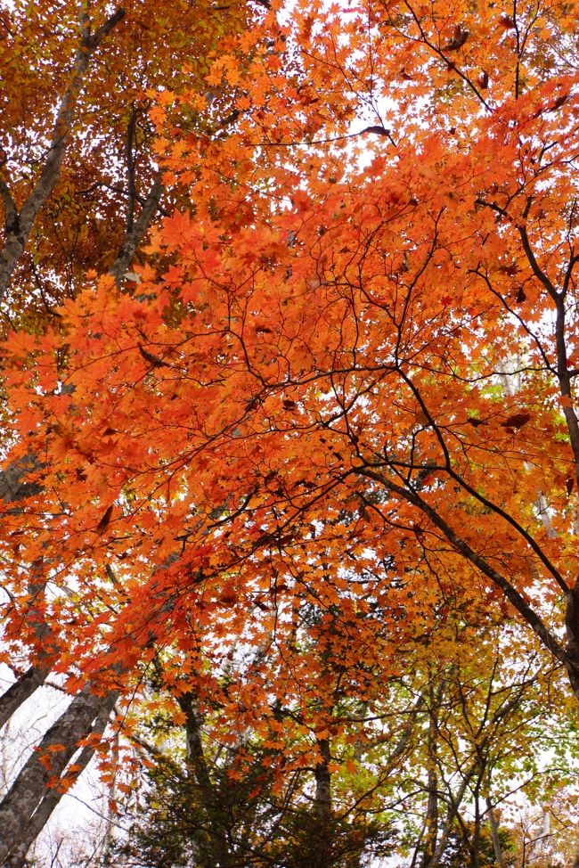 紅葉狩りに行ってきました～。<br />場所は山梨県の大菩薩峠周辺。<br />去年、奈良倉山～鶴寝山あたりを歩いたときに<br />紅葉がとってもきれいだったので、<br />今年は頂上に泊まり一泊二日で堪能してきました。<br /><br />【１日目】<br />大菩薩湖→牛奥ノ雁ヶ腹摺山→小金沢山→大菩薩峠