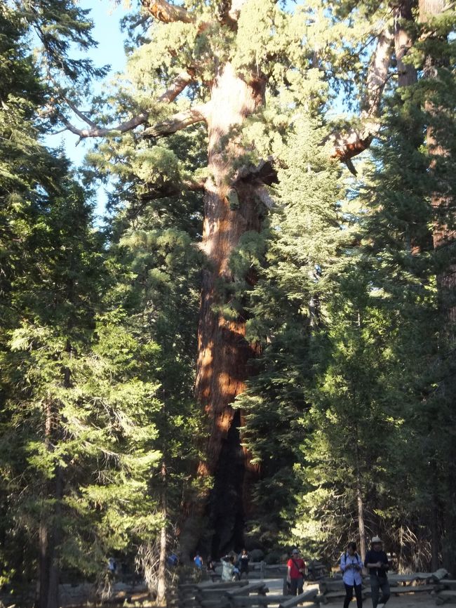 初めてのアメリカ旅行に選んだのは、色々と迷いましたが、大自然メインのツアーにしました。<br />ヨセミテの豊かな緑と滝のマイナスイオン、雄大なグランドキャニオンに期待をよせて、今年も９月に出発しました。<br /><br />１日目　９/１７（火）<br />前日は台風１８号の影響で交通機関にかなり影響があったが、今日は運よく快晴。<br />地元の駅をリムジンバスで１１：４０に出発、成田に１４：３０に到着。<br />１４：５５に集合、今回は２０名とちょうどいい人数でした。