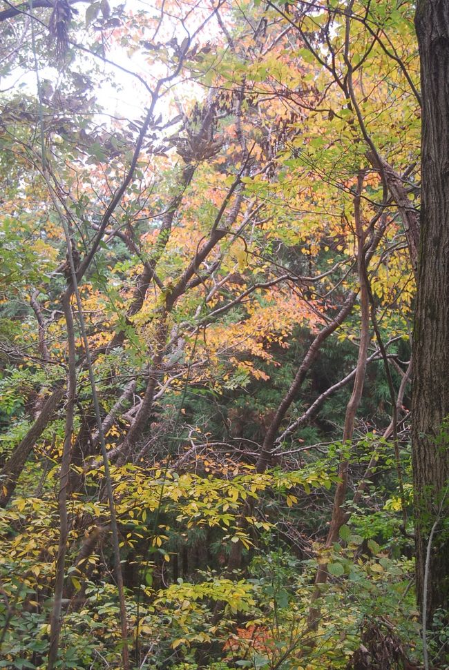 天気が良ければ山頂でゆっくりしたかったが、生憎見通しが悪いために、午後０時２５分頃に大霧山山頂を出発し、旧定峰峠の方へ向かう。　定峰峠までは尾根伝いの登山道で快適であった。所々に落葉樹の紅葉が見られた。　定峰峠を過ぎたところから、山道と車道が交差するところが４回もあり、急坂が続く。<br />高峰高原ロッジ付近で山道は車道と一緒になり、白石車庫への道となった。<br /><br />午後２時４０分頃に白石車庫に到着した。<br />午後３時１５分のバスに乗り小川町へ向かった。午後４時に小川町駅に到着した。　その後、小川町駅の裏にある花和楽の湯を訪問し、本日の登山の疲れを癒した。　<br /><br /><br />＊写真は定峰峠付近で見られた落葉樹の紅葉