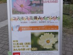 昭和記念公園のコスモス花摘み