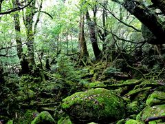 ☆屋久島　縄文杉と白谷雲水峡トレッキング☆