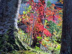 京都の秋　2013 　紅葉を探して・・・1. 曼殊院、圓光寺～植物園