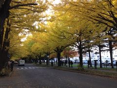 2013  秋  北海道大学 北大 イチョウ並木   半日散策