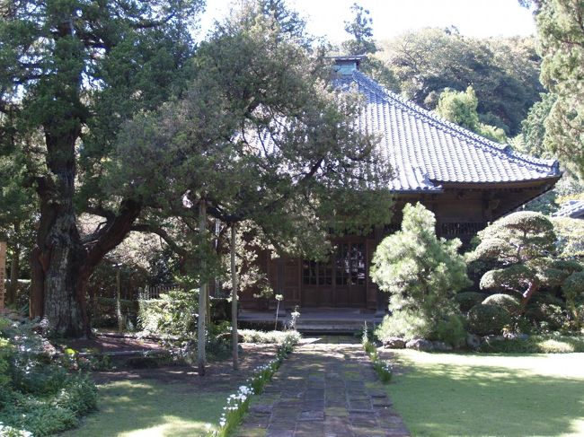 鎌倉郡には江戸時代に成立した三十三観音霊場があった。これは鎌倉郡全域を対象とした観音霊場である。しかし、明治初年の廃仏毀釈により廃寺となったり、町の外に移転してしまった寺もある。<br /> なお、大正から昭和初期にかけて新たに設定された観音霊場である鎌倉三十三観音霊場(http://4travel.jp/traveler/dr-kimur/album/10825353/)がある。これは合併して鎌倉市になる以前の旧鎌倉町内の寺に限定して霊場を新たに選別したものである。鎌倉郡三十三箇所と鎌倉三十三観音霊場では高々6箇所の霊場(壽福寺、 海蔵寺(向陽庵)、来迎寺(法花堂)、建長寺(千手堂)、東慶寺、円覚寺佛日庵)しか重複してはいない。したがって、鎌倉郡三十三箇所と鎌倉三十三観音霊場とは全くの別ものと考えて良い。<br /> どうやら、人形町に移った第1番礼所以外にも旧鎌倉郡内に26箇所程度の礼所が残っているようだ。<br /><br /> 鎌倉郡三十三霊場の一覧<br />礼所 寺名 所在地 <br />第1番 新清水寺 鎌倉市雪ノ下(現在は大観音寺(東京都中央区日本橋人形町))<br />第2番 松岸寺花光院 鎌倉市扇ヶ谷2<br />第3番 壽福寺 鎌倉市扇ヶ谷1<br />第4番 向陽庵(海蔵寺) 鎌倉市扇ヶ谷4<br />第5番 正覚寺 逗子市小坪5<br />第6番 報身院 逗子市小坪7<br />第7番 香蔵院 逗子市小坪7<br />第8番 法花堂(来迎寺) 鎌倉市西御門<br />第9番 建長寺(飛石山) 鎌倉市山ノ内<br />第10番 建長寺(千手堂) 鎌倉市山ノ内<br />第11番 東慶寺 鎌倉市山ノ内<br />第12番 円覚寺佛日庵 鎌倉市山ノ内<br />第13番 亀井堂 鎌倉市台(市場公会堂)<br />第14番 多聞院岡の堂 鎌倉市大船<br />第15番 法安寺 横浜市栄区笠間5<br />第16番 駒形観音堂(永林寺) 横浜市栄区公田町<br />第17番 坂中山観音堂(光明寺) 横浜市栄区上郷町<br />第18番 浄念寺 横浜市港南区野庭町<br />第19番 長福寺さくら堂 横浜市戸塚区舞岡町<br />第20番 円福寺 横浜市戸塚区舞岡町<br />第21番 蔵田寺さそう堂 横浜市戸塚区上倉田町<br />第22番 清源院朝日堂 横浜市戸塚区戸塚町<br />第23番 観音寺 横浜市泉区新橋町<br />第24番 大石寺観音堂 横浜市泉区上飯田町<br />第25番 正法寺 横浜市泉区和泉町<br />第26番 中田寺稲葉堂 横浜市泉区中田北2<br />第27番 蓮花寺(宝寿院願行寺) 横浜市戸塚区汲沢4<br />第28番 大運寺浅間堂 横浜市戸塚区原宿3<br />第29番 玉泉寺 横浜市栄区金井町<br />第30番 大雲庵(燈明寺) 横浜市戸塚区小雀町<br />第31番 正福寺(勝福寺) 横浜市栄区飯島町<br />第32番 二伝寺 藤沢市渡内3<br />第33番 慈眼寺 藤沢市渡内<br />(表紙写真は鎌倉郡三十三箇所第三番札所の壽福寺本堂(仏殿))