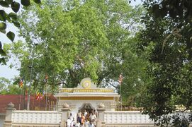 2011夏、スリランカ旅行記(10/46)：古代仏教の聖地・アヌラダプーラ、ポロンナルワ遺跡のスリー・マハー菩提樹