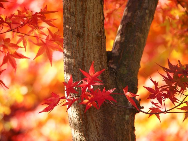 宮城県の山など高いところの紅葉は、少し前から見頃となっているようだが、アクセスの悪い山や高原まで、なかなか行くことができないわが家。<br /><br />でも、そんなに高い山じゃなければ、仙台から３０分もあれば行ける。<br /><br />秋保温泉郷もそのひとつ・・・。<br /><br />秋保温泉郷といっても、車で移動しなければならないほど範囲は広いが、私が行けるところは、バスから降りて徒歩範囲のところ・・・。<br /><br />そしてバス停近くには、手軽に峡谷ハイキングが楽しめる磊々峡（らいらいきょう）がある。<br /><br />名取川沿いに、奇岩が連なる渓谷ぞいの遊歩道は、わずか６５０ｍと短く、紅葉を愛でながら、気軽に渓谷美を味わうのにおあつらえ向きのところ・・・。<br /><br />そんな磊々峡の紅葉も、やっと見頃との情報なので、小春日和の気持ちのよい日に、紅葉狩りへと出かけた。