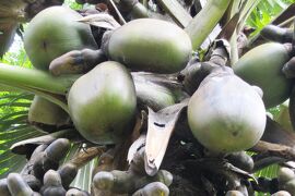 2011夏、スリランカ旅行記(41/46：補遺2)：ベラデニア植物園の植物(1/2)：ジャイアントバンブー、双子椰子