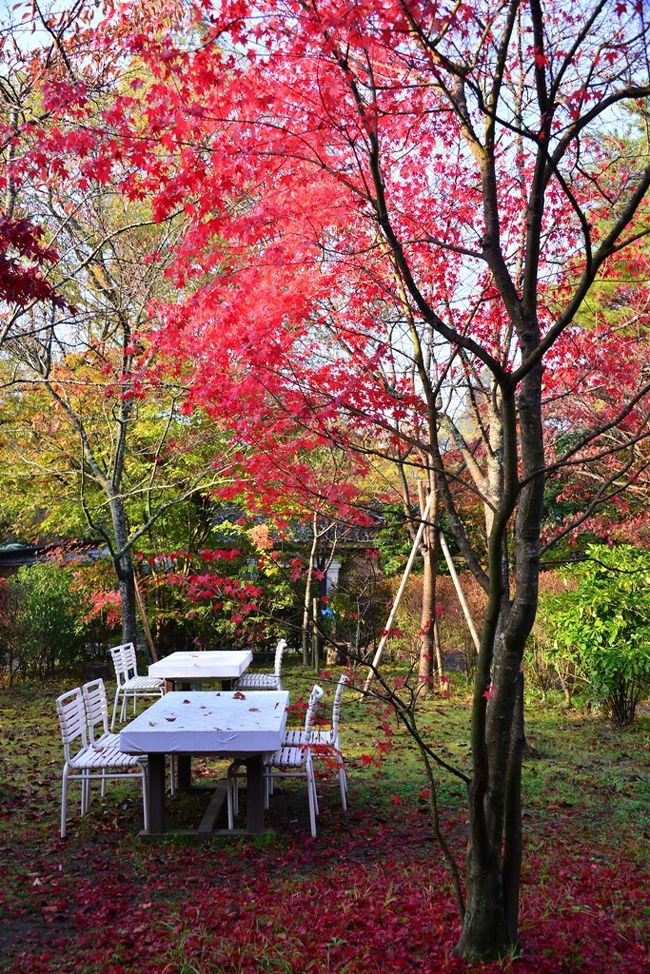 　11月に入り、めっきり冷え込んできました。<br />　全国的に人気の温泉地、由布院ではこの時期、紅葉が見ごろを迎え、朝霧が発生します。<br />　前日の天気予報では、天気は快晴で最低気温もかなり低い、朝霧が期待できそうです。<br />　朝５時に家を出て、やまなみハイウェイにある由布院の展望台、蛇越峠を目指します。<br />　朝霧の後は、金鱗湖の周りの紅葉を鑑賞しました。