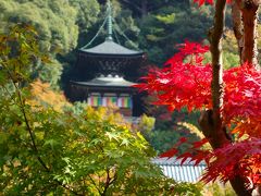 色づき始めた"もみじの永観堂"へ　～みかえり阿弥陀にひかれて～