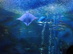 記念日は京都水族館とイタリアン