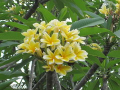 ちびっこ夫婦の大冒険！新婚旅行inバリ島☆1日目＆2日目 2013.10