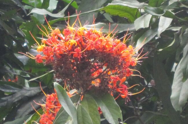 2011夏、スリランカ旅行記(42/46：補遺2)：ベラデニア植物園の植物(2/2)：無憂樹
