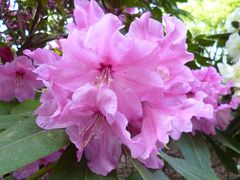 東京観光　3日目パート2　神代植物園で花鑑賞