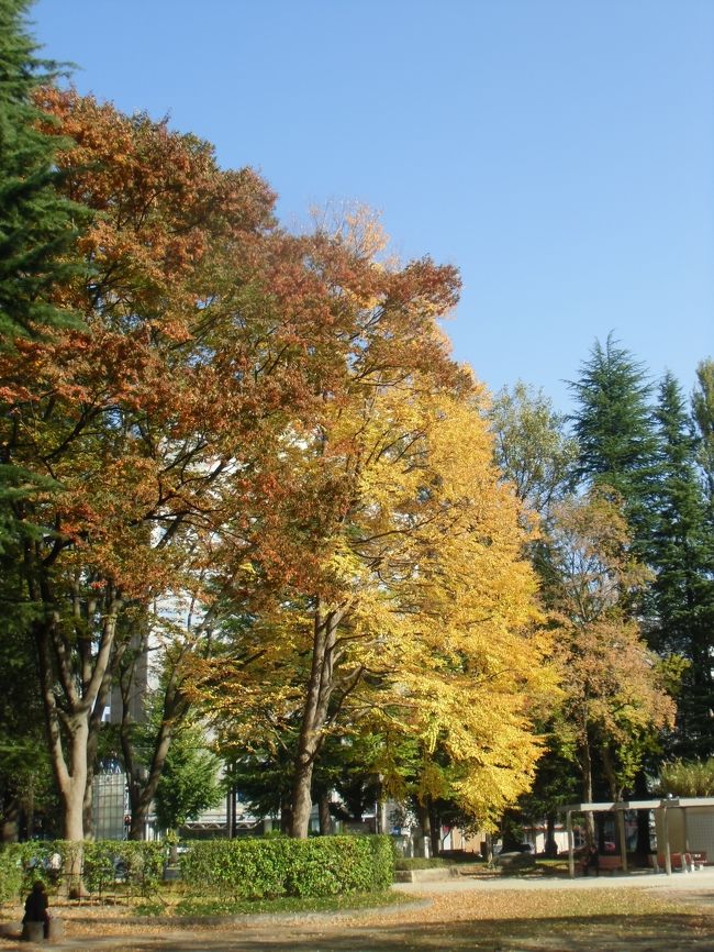 仙台はすっかり秋めいて、街中の木々も色づいてきました。県庁近くの勾当台公園や錦町公園等、紅葉真っ盛りです。 <br />また、仙台はケヤキ通りが有名ですが、銀杏並木も多くだいぶ色づいてきました。ただ、銀杏の実、いわゆる銀杏の匂いが強烈です。  <br />杜の都の仙台。街中の紅葉も綺麗です。