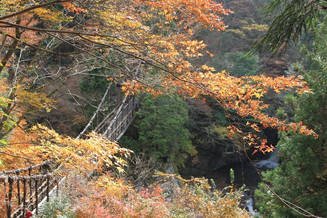 紅葉には少し早いかなと思いましたが、大好きなうどんが無性に食べたくなり、11月9、10日の1泊2日で徳島の祖谷渓と香川のうどんめぐりの旅に出かけてきました。<br />旅程は、<br />11月9日(土）<br />　奥祖谷の二重かずら橋、祖谷のかずら橋、小便小僧を見学後大歩危・小歩危を走って<br />　観音寺の琴弾公園経由高松市で宿泊。<br />11月10日（日）<br />　栗林公園と善通寺を見学、その間うどんめぐりをしました。<br />　回ったうどんのお店は、<br />　①.「高松の手打十段うどんバカ一代」でかけうどん(小）<br />　②.「長田in香の香」で釜揚げうどん(小）<br />　③.「しこしこうどん百こ萬」でかけうどん(小）<br />　④.丸亀の「なかむら」で釜玉うどん(小）<br />　⑤.まんのう町「やまうち」で熱・熱のかけうどん(小）<br />　合計５杯のうどんをいただきました。<br />　うどんはどれも190円から250円と安価ですが、とても奥深さを感じます。<br />　どれも有名なお店ばかりでしたが、個人的にとてもおいしかった店や今一かなと思える店もありました。<br />でも全体的には大満足の今回の旅行でした。<br /><br />今回は初日の紅葉めぐりと奥祖谷の秘境の旅を紹介します。