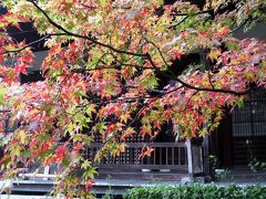 11月10日　今日も常寂光寺は苔の美しい常寂光寺でした。