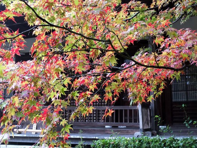 そぼ降る雨のなか常寂光寺を訪問しました。<br />まだ紅葉は見られず、いつものようにみずみずしい緑の苔を眺め、癒され帰宅しました。<br />境内の光景があと少しで燃えるような紅に染まる。<br />自然の凄さを感じました。