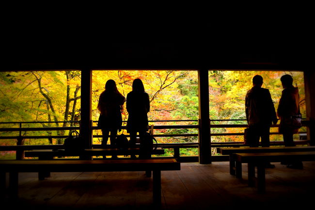 2013年は出張の帰りに京都に寄りました。<br />1日目の夜は高雄の神護寺。<br />2日目は岩倉 実相院、貴船神社、鞍馬寺、蓮華寺の順で訪問。<br />少し早く青葉でしたが、貴船と鞍馬は見ごろまでもう少しという感じで色づいていました。<br /><br />写真は貴船神社