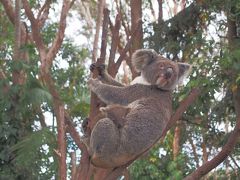 ゴールドコースト④　～動物園編