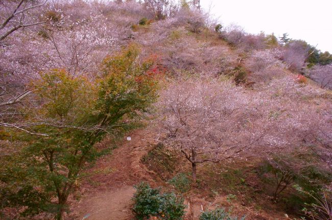 四季桜と紅葉