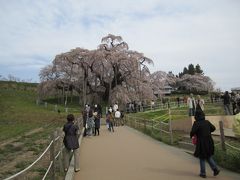 満開の滝桜へリベンジ