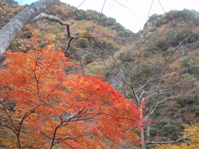 この秋一番の寒気が下りて来ると気象庁の予報で、今日は松尾川渓谷の東洋一と言われる断崖絶壁の竜ヶ岳の紅葉を眺め、帰り同じ渓谷沿いの松尾川温泉に浸かる日帰りドライブだった。