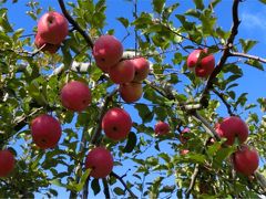 初冬の軽井沢へ りんご狩りとアウトレットショッピング