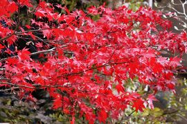 2011秋、韓国旅行記24(8/35)：大邱、八公山自然公園、桐華寺、統一祈願大殿、楓の紅葉