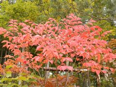 １泊弾丸観光、紅葉の志賀高原雲海編♪