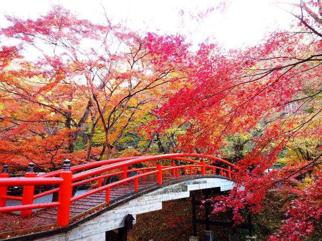 先月はお伊勢参り＆日光旅と大きな秋旅を満喫したばかりなので･･･<br />今月はお出掛け無しで大人しく･･･お金も使わない月。<br /><br />そんな風に思っていたのに、テレビの旅番組で紹介されていた、<br />群馬県の「榛名神社」に心奪われ、むしょ〜にここに行かなければ<br />･･･と言う気分になった。ストレス解消もしたかったのかな。<br /><br />現実逃避の旅に出掛けよう！　せっかくなら紅葉の季節に♪<br />気分が盛り上がっていた先週は用事の為に出掛けられず･･･<br />４トラはじめ、色々なブログでとりあえずの情報収集。<br /><br />榛名神社は山の中の為、紅葉のピークは先週だったみたいだし･･･<br />ついでに行って来ようと思っていた伊香保温泉も同様。<br />紅葉のピークを過ぎた場所に、無理して日帰りで出掛ける<br />必要があるのか？　…実は出発前日まで悩んでいました。<br /><br />お出掛け前日の23時過ぎ･･･やっぱり明日行って来よう♪<br />早朝に家を出ないといけないのに、遅すぎる決断だった為…<br /><br />榛名神社＆伊香保温泉に行って来る!!　それだけ決めて出掛けた<br />ノープランの旅。ペーパードライバーの為、車旅では無いので、<br />さすがにバス＆電車の時間だけは慌ててチェックしましたが･･･<br /><br />カメラと御朱印帳と、髪の毛結わくゴムとタオルだけ持って<br />ホントにふらりと出掛けて来た、パワースポット＆温泉の日帰り旅。<br /><br />日帰りでも結構満喫出来て、遅すぎたと思われた紅葉もギリギリで<br />美しい風景も楽しむ事が出来て･･･楽しく現実逃避して来ました♪<br /><br />ただ･･･旅から帰った後に大事件が。ホントにめまい級の大事件！<br />４トラにアップしようと思っていた、比較的まともに撮れた<br />紅葉＆神社の写真データー150枚程度が、画像編集後に突然<br />パソコンから消えてしまった。真っ白に･･･。(泣)<br /><br />途方にくれてお世話になっているトラベラーさんにコメント<br />ついでに愚痴ったら、解決方法を色々と調べて下さいまして･･･<br />全部は復元できなかったけれど、写真の６割が復活!!<br />これで紅葉の群馬旅･･･少しは雰囲気をお伝え出来るかな??<br /><br />榛名神社編・伊香保温泉編　２部に分けてご紹介します♪ 