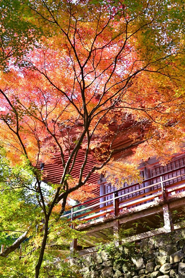 　両子寺へ紅葉を見に行ってきました。<br />　両子寺は、国東半島のほぼ中央に位置し、往時の姿が薄れてかけて来たといえども、山岳修行の根本道場として六郷満山の総持院として全山を統括してきた古刹です。<br />　この古刹の紅葉を見ようと県内外から多くの観光客が集まります。<br /><br />