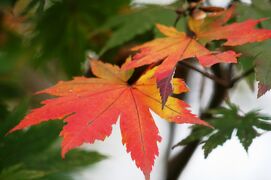 2011秋、韓国旅行記24(27/35)：釜山市郊外、梵魚寺、参道の紫式部、楓、カササギ