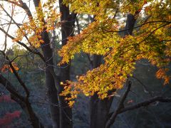 秋の国営武蔵丘陵森林公園を訪問する②ぽんぽこマウンテン～中央口～南口～森林公園駅