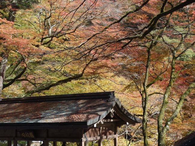 京都市内の紅葉はまだはやいので，北のほうの貴船神社に行ってきました。夏の川床もいいですが，秋の紅葉も中々のものです。<br />和泉式部は紅葉をたのしむ余裕があったのでしょうか。