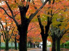 京都の秋　2013 　紅葉を探して・・・4. 植物園～夕暮れの賀茂川