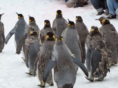 13年振りの札幌、旭山動物園に初めて行きました♪