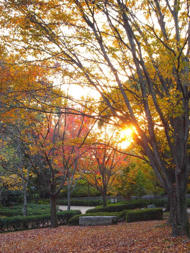 本日は晩秋の公園をお散歩♪<br /><br />紅葉が最高に美しい週末、もう少しすると冬の足音が聞こえてきそうです。<br /><br />