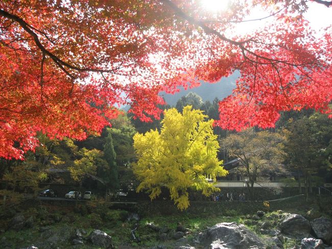 御嶽渓谷と御嶽神社の紅葉を見てきました。来週の方が紅葉が綺麗かなとも思いましたが天気が良かったので行くことにしました。御嶽渓谷と御嶽神社どちらを先に行くか迷いましたが澤乃井園が空いてる時間優先にして先に御嶽渓谷から行きました。<br />渓谷沿いは来週でもいいかなという感じでしたが、玉堂美術館前の銀杏のところは綺麗に紅葉していました。<br /><br />★散歩ルート<br />軍畑駅→澤乃井園 清流ガーデン（軽食）→寒山寺→ついんくる（ジュース）→玉堂美術館前の大銀杏→御嶽駅