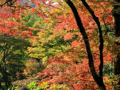 奈良の紅葉　正暦寺、弘仁寺、吉野山