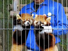 晩秋のレッサーパンダ紀行【７】 池田動物園　ひよりママの宝物！！たいよう君とひまりちゃんの命名式にご招待いただきました