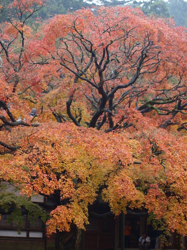 今年はなかなか寒くならなかったため紅葉が遅れているようです。先週急に寒くなり、ようやく・・・。雷山の千如寺の大楓の色づきは今ひとつ。しかし、この後雨が降れば、昨年のようにどっと落ちておわりそうです。